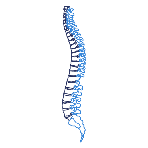 Spine Surgery & Interventional